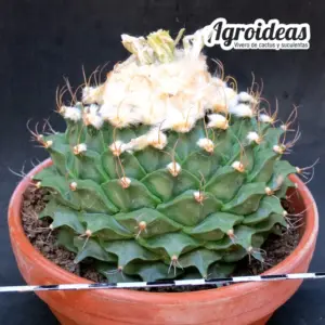 Obregonia denegrii TØ-13 cm