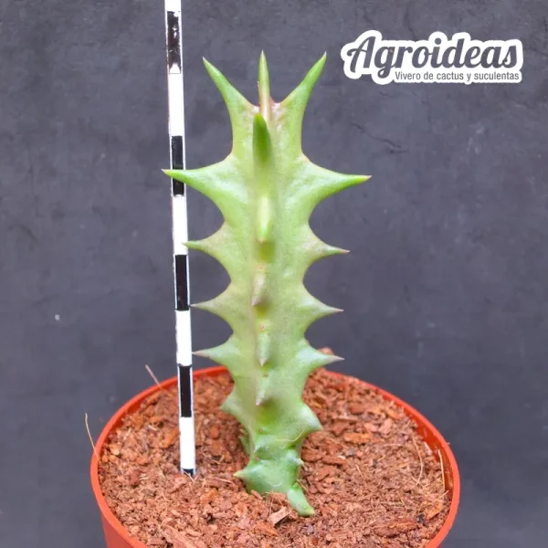 Orbea gerstneri ssp. elongata - Imagen 2
