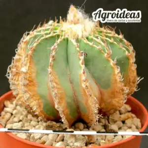 Geohintonia mexicana "Ejemplar 11 años"