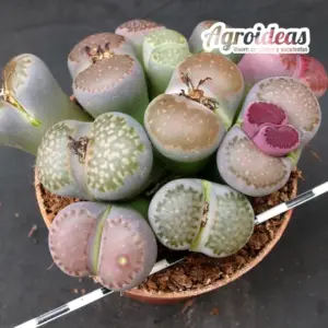 Lithops Mix "Selección M-8,5 cm"