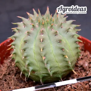 Euphorbia obesa X suzannae «Ex. Agroideas»