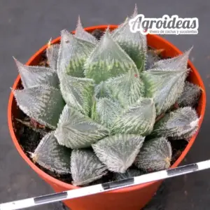 Haworthia "Cleopatra Story"