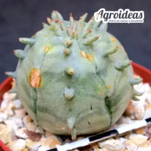 Euphorbia ferobesa
