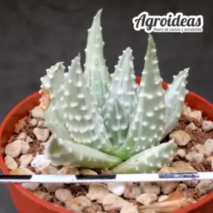 Haworthia pumila "prima Donna" Ex. Agroideas