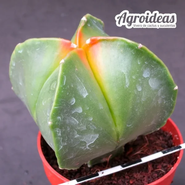 Astrophytum quadricostatum "Selección" - Imagen 2