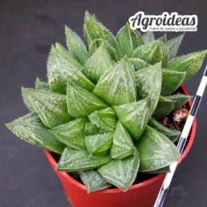 Haworthia "Sugar Candy"