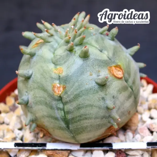 Euphorbia ferobesa - Imagen 2