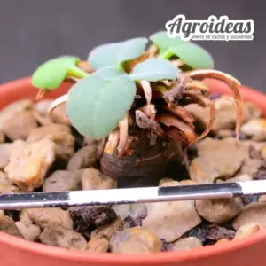 Pelargonium grenvilleae "Namaqualand"