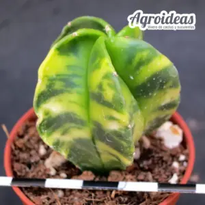 Astrophytum myriostigma var. nudum "Variegata"