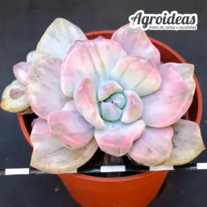 Graptoveria "Mrs Richards" variegata