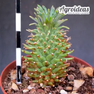 Euphorbia hypogaea