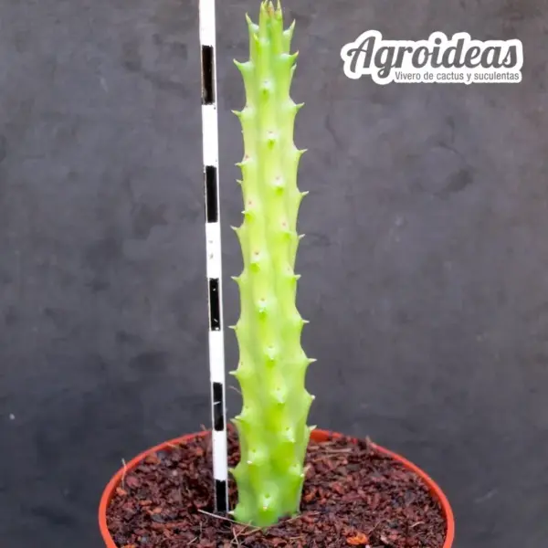 Huernia keniensis x stapelia nudiflora - Imagen 2