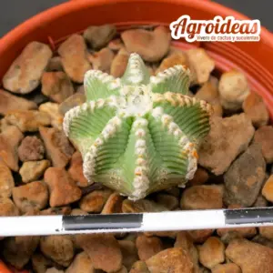 Aztekium hintonii