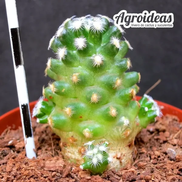 Mammillaria saboae ssp. haudeana - Imagen 2