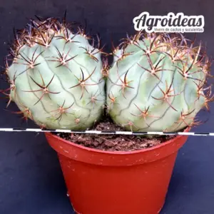 Eriosyce ceratistes "Bicéfalo" MØ-11 cm