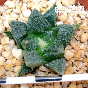 Ariocarpus fissuratus