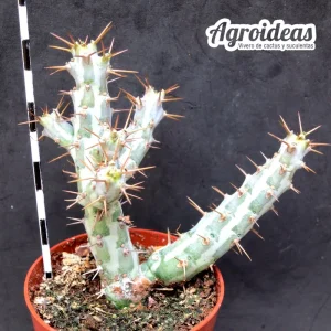 Euphorbia horwoodii