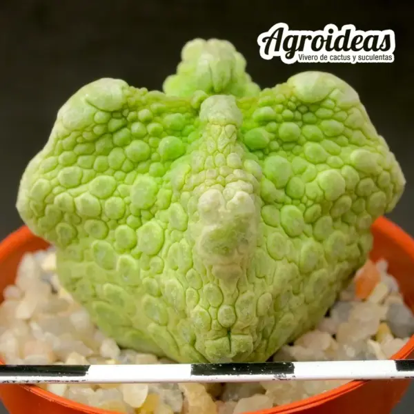 Pseudolithos cubiformis "Dragon Skin"
