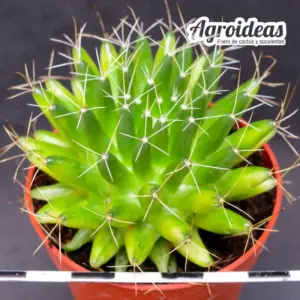 Mammillaria longimamma "Variegata"