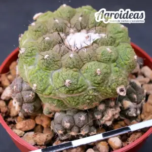Copiapoa hypogea “Lizard Skin” Selección