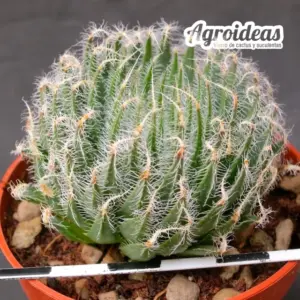 Haworthia arachnoidea var. aranea "North of Vergelegen"