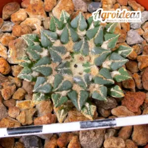 Ariocarpus kotschoubeyanus subs. sladkovskyi "10 años"