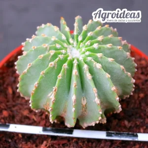 Geohintonia mexicana