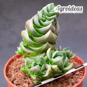 Crassula "Audrey"