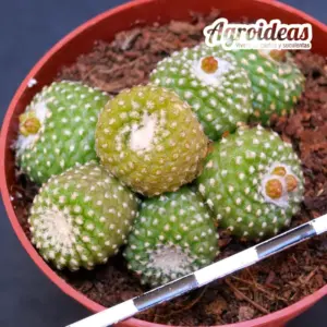 Copiapoa lauii