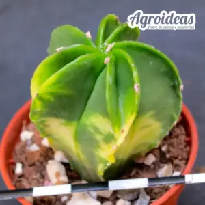 Astrophytum myriostigma "Selección" Variegata