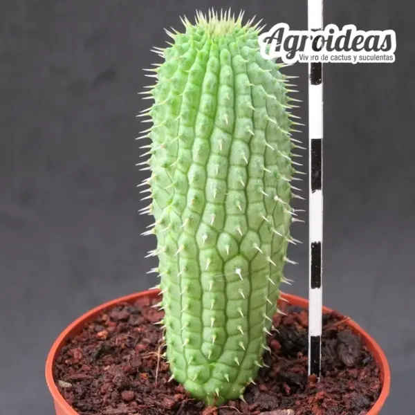 Trichocaulon piliferum ssp. annulatum - Imagen 2