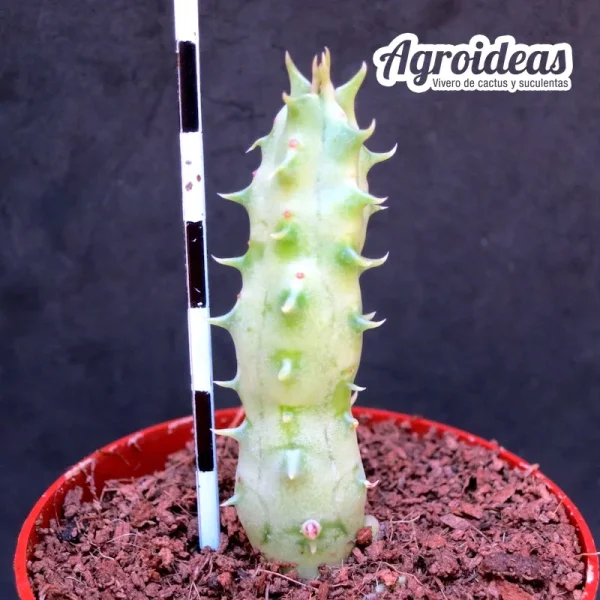Huernia formosa - Imagen 2