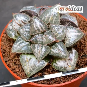 Haworthia «Yuki keshiki» Selección