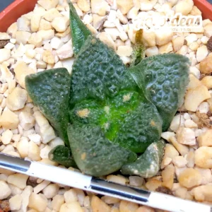 Ariocarpus fissuratus