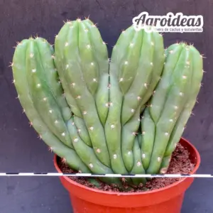 Trichocereus pachanoi (San Pedro) Selección