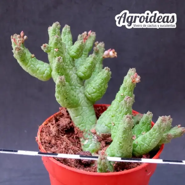 Stapelianthus madagascariensis x caput viperae "ejemplar" - Imagen 2