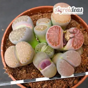 Lithops Mix "Selección M-8,5 cm"