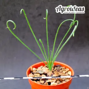Albuca glandulosa