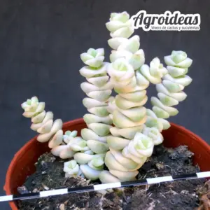 Crassula "Fantasy"