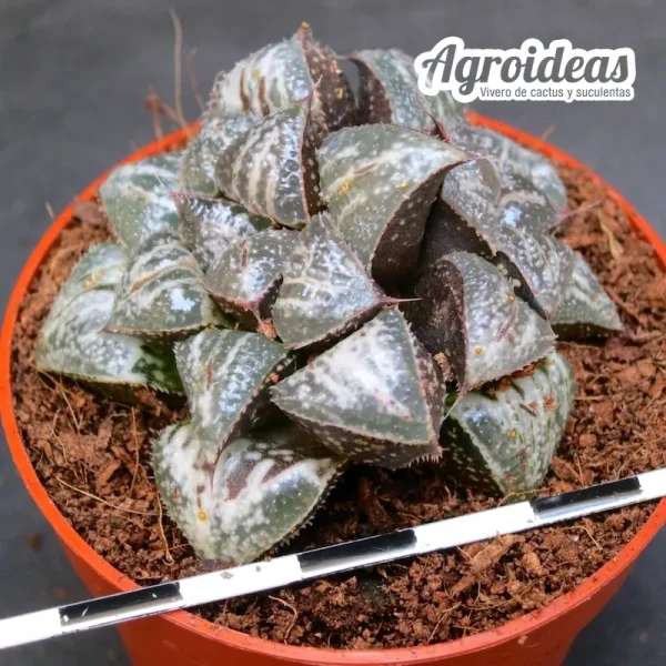 Haworthia «Yuki keshiki» Selección - Imagen 2