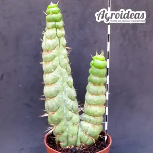 Eulychnia castanea «fr. spiralis bicéfala»