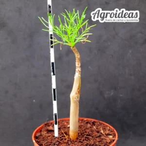 Commiphora kraeuseliana