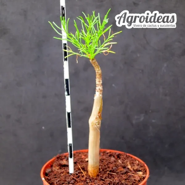 Commiphora kraeuseliana