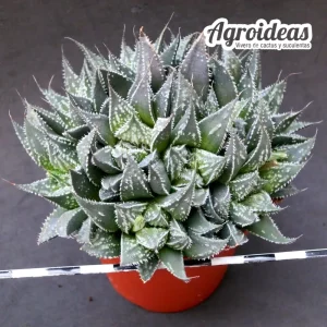 Haworthia emelyae "Rooiberg pass"