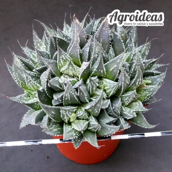 Haworthia emelyae "Rooiberg pass"