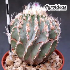 Geohintonia mexicana "Ejemplar 6 años"