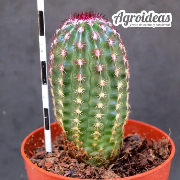 Echinocereus viridiflorus - Imagen 2