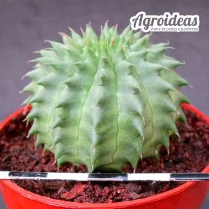 Euphorbia obesa X suzannae «Ex. Agroideas»