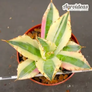 Agave titanota "Snaggle Tooth"