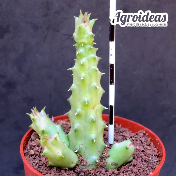 Duvalia pillansii x Huernia aspera - Imagen 2